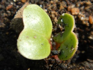 A radish pokes above ground.