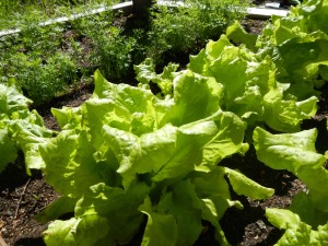 Carrots and lettuce will be harvested at different times.