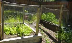 Enclosed veggie boxes help keep out critters.