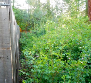 Wild wood rose abutting and taller than a 6-foot fence.