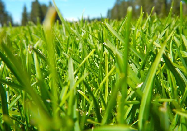 How to keep a lawn healthy