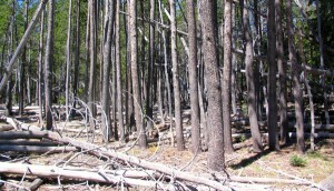 Public lands in Meyers to be cleaned up. Photo/Provided