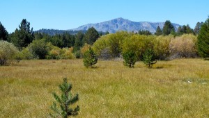 This is the same meadow in 2014. Photo/Bill Kingman