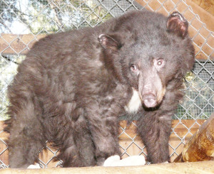 Cinder is now 83 pounds. She arrived at LTWC weighing 39 pounds. Photo/Provided