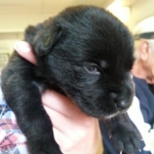 Pet Network Humane Society is trying to save abandoned puppies. Photo/Pet Network