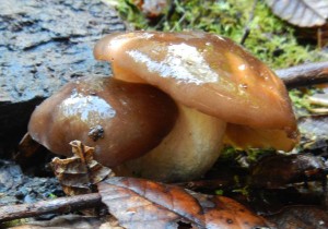 Mushrooms often blend in with the environment.