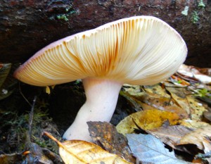 Wild mushroom on Sonoma coast.