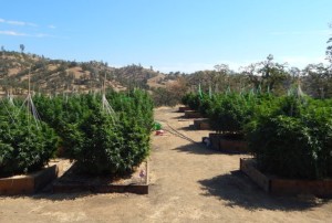 Illegal pot grows in California are causing the state to intervene. Photo/Shasta County Sheriff's Office