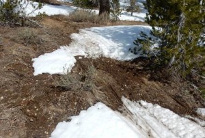 Rutted soil and vegetation damage from operating a snowmobile on inadequate snow coverage is visible near the Mt. Rose Highway.  Photo credit:  U.S. Forest Service