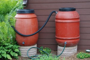 Collecting rain in rain barrels when it is plentiful and storing it until it is needed is an effective way to manage water for the landscape. Melinda has over 30 years of experience as