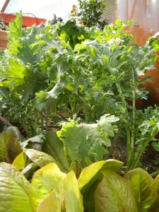 Kale is thriving in the dome.