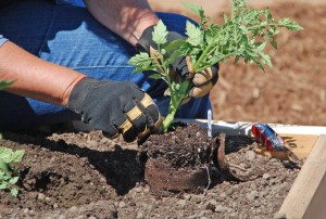 e. Photo credit: "Melinda Myers, LLC."    Photo line:  Myers recommends planting tomatoes slightly deeper or in a trench for better rooting. 