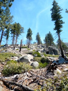 The path hooks up with the Tahoe Rim Trail.