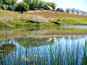 Shadow Ranch staked out an area for Zin across the pond, but the drought has delayed those plans.