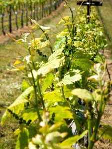 Growth on vines is two months early in some instances.