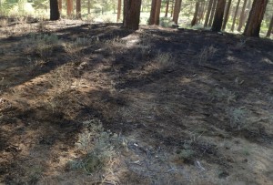 Land near LTCC was burned June 14 in a human-caused fire. Photo/Diana Hamilton