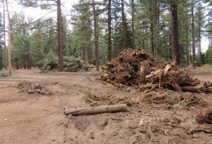 Tree removal this summer at Camp Richardson. Photo/