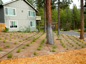 This field of lavender was planted in October and one day will be filled in.