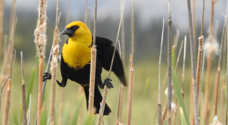 Opinion: What do birds hear when they sing?