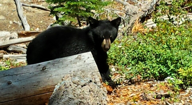 Opinion: Hunts don’t decrease bear-human interactions