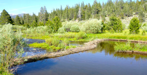 Beavers are good and bad when it comes to restoration. Photo/Provided