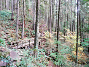 Beauty is everywhere on the way to Quarry Rock.