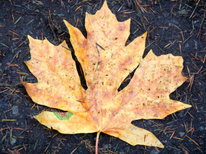 Canadian maple leaf