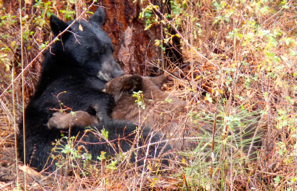 bear - Lake Tahoe NewsLake Tahoe News