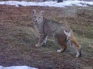 This bobcat was seen on Chinquapin Drive on the South Shore on Feb. 25. Photo/Lou Pierini