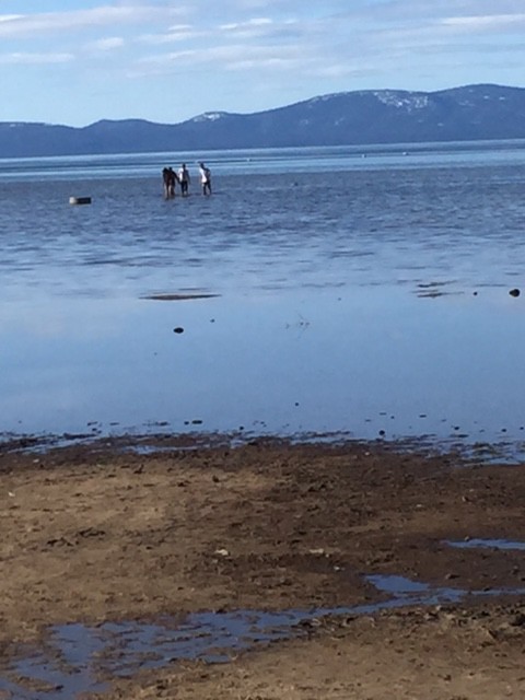 Warm temps on March 25 had people sauntering into Lake Tahoe at Lakeview Commons. Photo/LTN