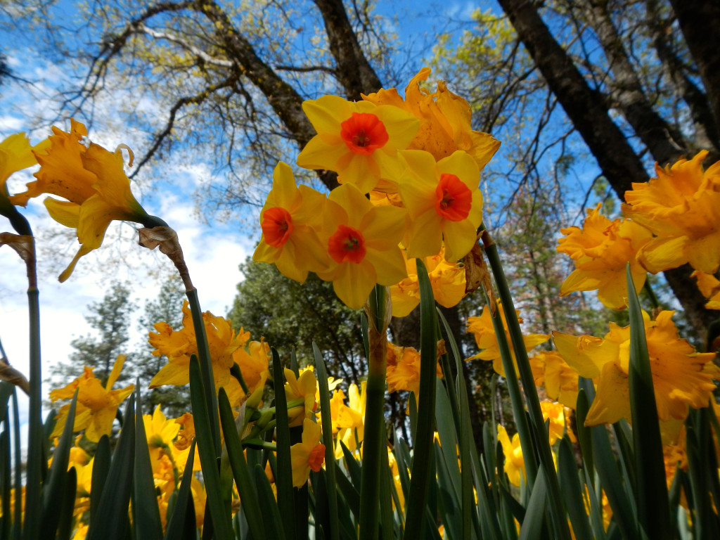 Daffodil Hill - a vibrant springtime tradition - Lake Tahoe NewsLake 