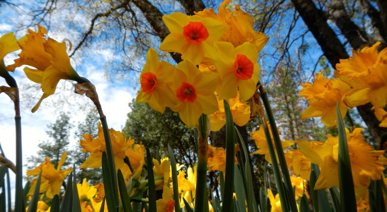 Daffodil Hill will not open this season