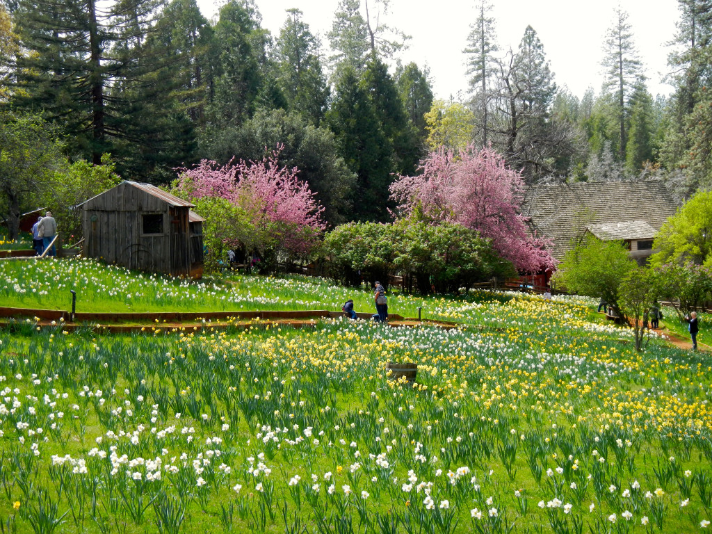 Paths wonder between the fields of daffodils. Photo/Kathryn Reed