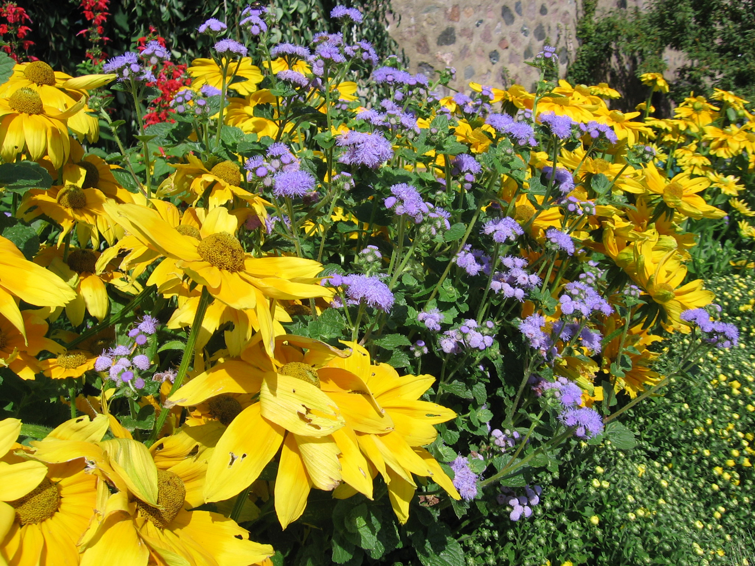 Rudbeckia Prairie Sun and Ageratum Blue Horizon make a nice combination, adding plenty of color to the garden. Photo/Melinda Myers LLC  