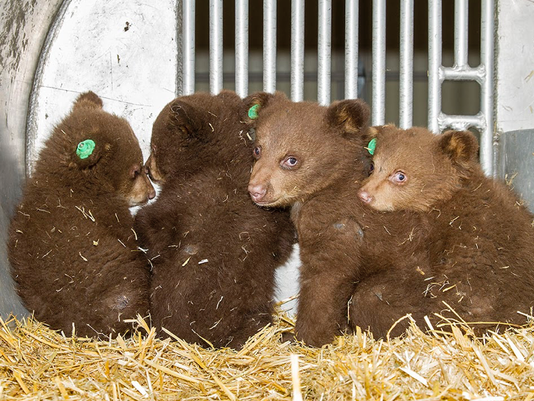 These orphaned bear cubs were rescued from Stateline, Nev., and will be raised near Reno until they can be released to the wild. Photo/Nevada Department of Wildlife