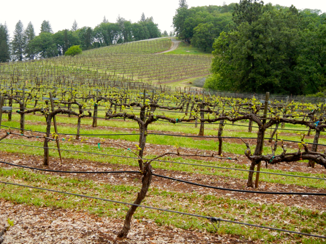 More than 2,000 acres in El Dorado County are planted with wine grapes. Photo/Kathryn Reed