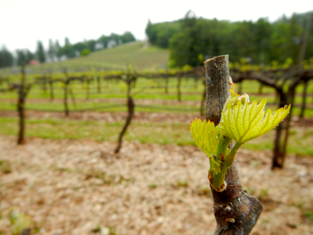 Vineyards in El Dorado County are coming alive. Photo/Kathryn Reed