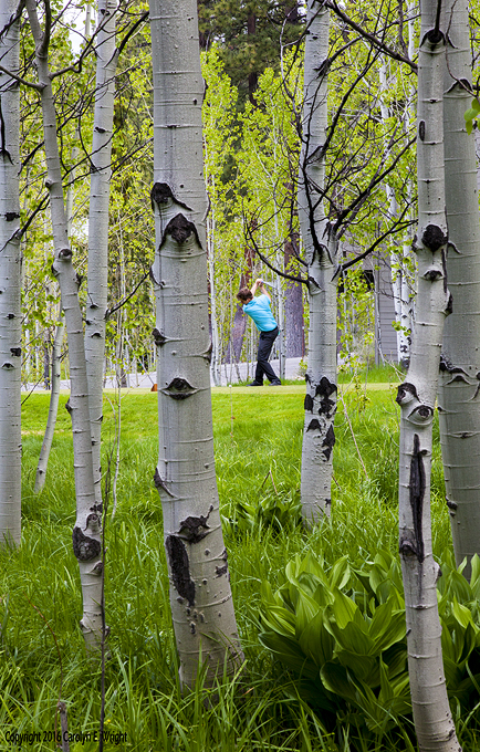 Adam Rahilly of Truckee takes full advantage of his season pass at Northstar's golf course. Photo Copyright 2016 Carolyn E. Wright