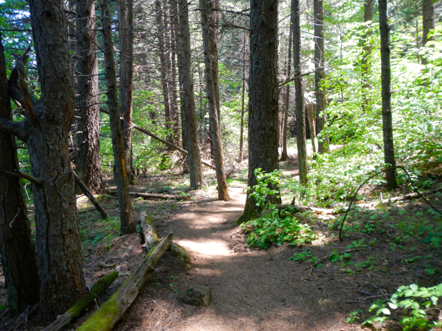 Most of the Bumpy Meadows trail is shaded. Photo/Kathryn Reed