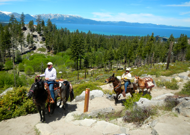 Horses bring the sacks of cement to the worksite. Photo/Kathryn Reed