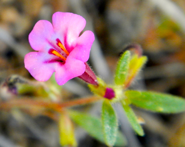 washoe meadows wildflower hike