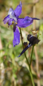 washoe meadows wildflower hike