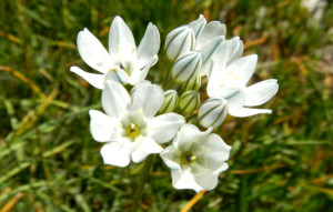 washoe meadows wildflower hike