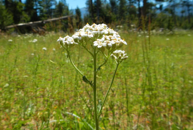 A variety of wildflowers grow throughout Washoe Meadows State Park. Photos/Kathryn Reed