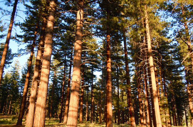 Opinion: Sierra trees dying, the forest is not