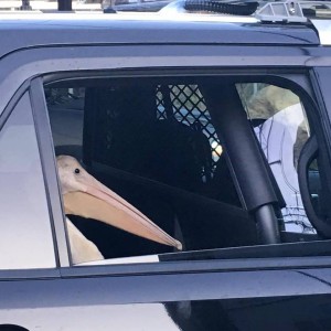 A pelican gets a free ride to safety by the California Highway Patrol. Photo/Provided