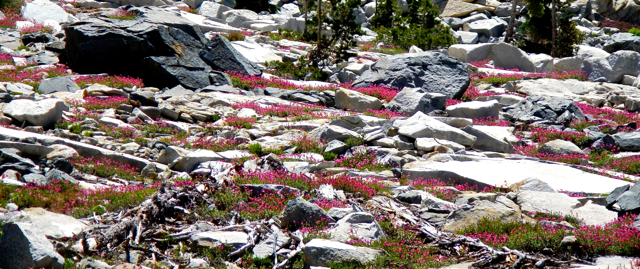 Wildflowers sprout from the granite. Photo/Kathryn Reed