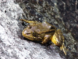 Scientists are trying to save the mountain yellow-tree frog. Photo/USFWS/Rick Kuyper