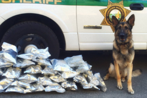 Chase, a K9 with Placer County, with his marijuana find. Photo/Provided