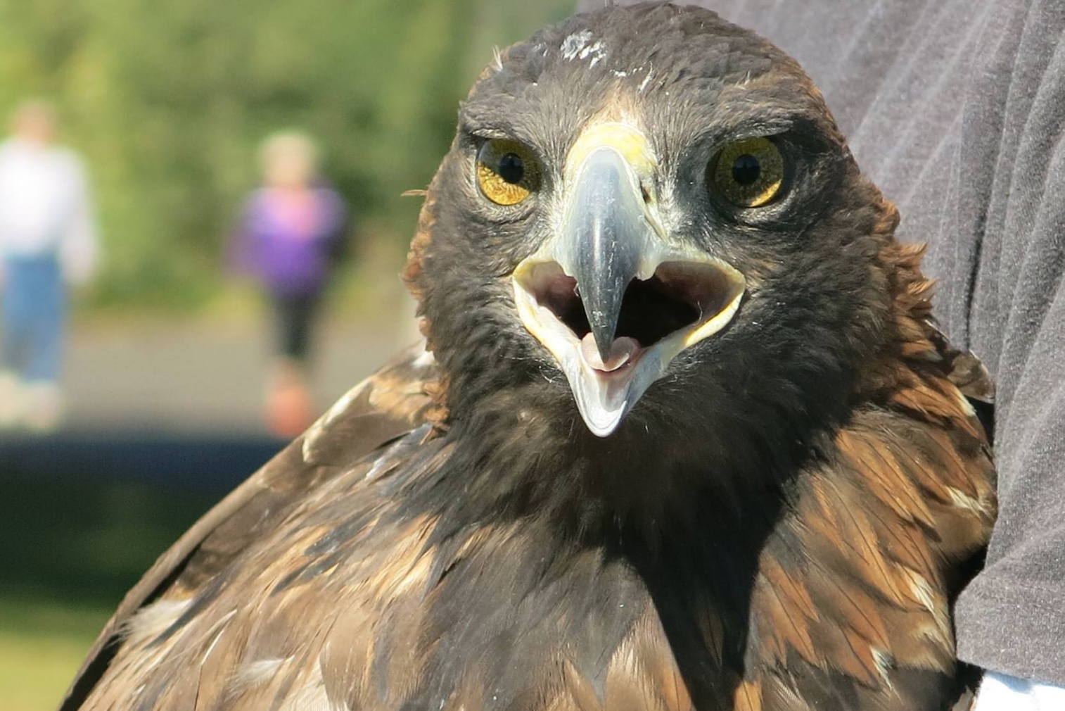 A golden eagle from Loyalton gets a second chance to soar. Photo/LTWC